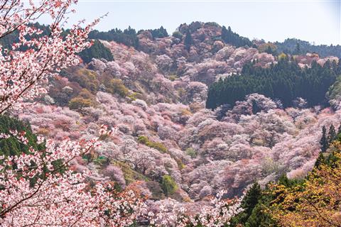 吉野山　吉野千本桜（4月頃撮影）